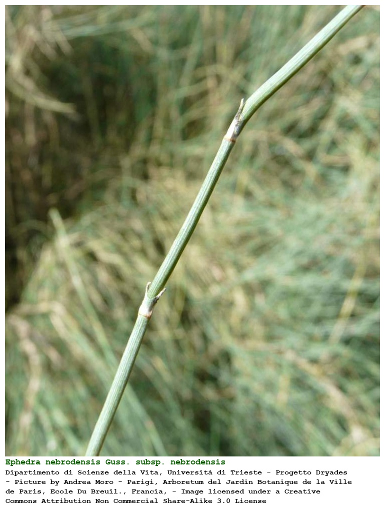 Ephedra nebrodensis Guss. subsp. nebrodensis